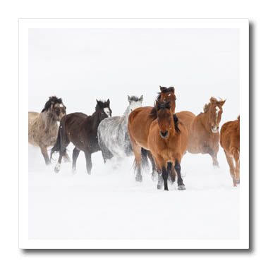 3dRose Rodeo Horses Running During Winter Roundup. Kalispell,... - Iron on Heat Transfers (ht_346628)