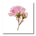 3dRose Creative Designs for Spring Season - Iron on Heat Transfers (ht_358747)